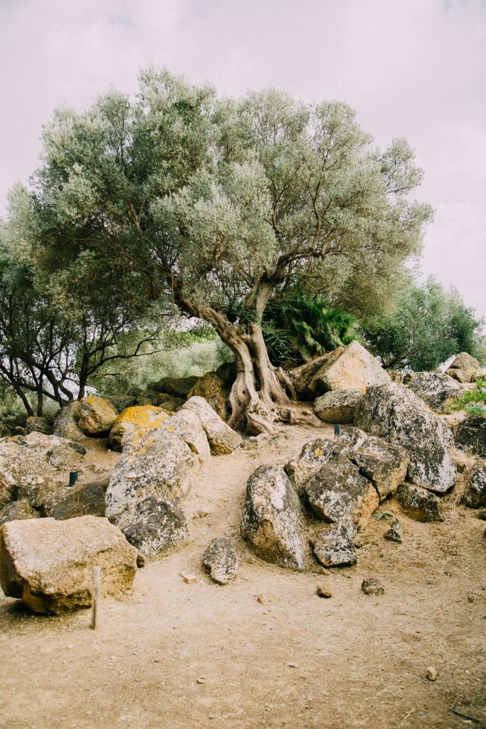 Ancient olive tree with rocks all around the bottom