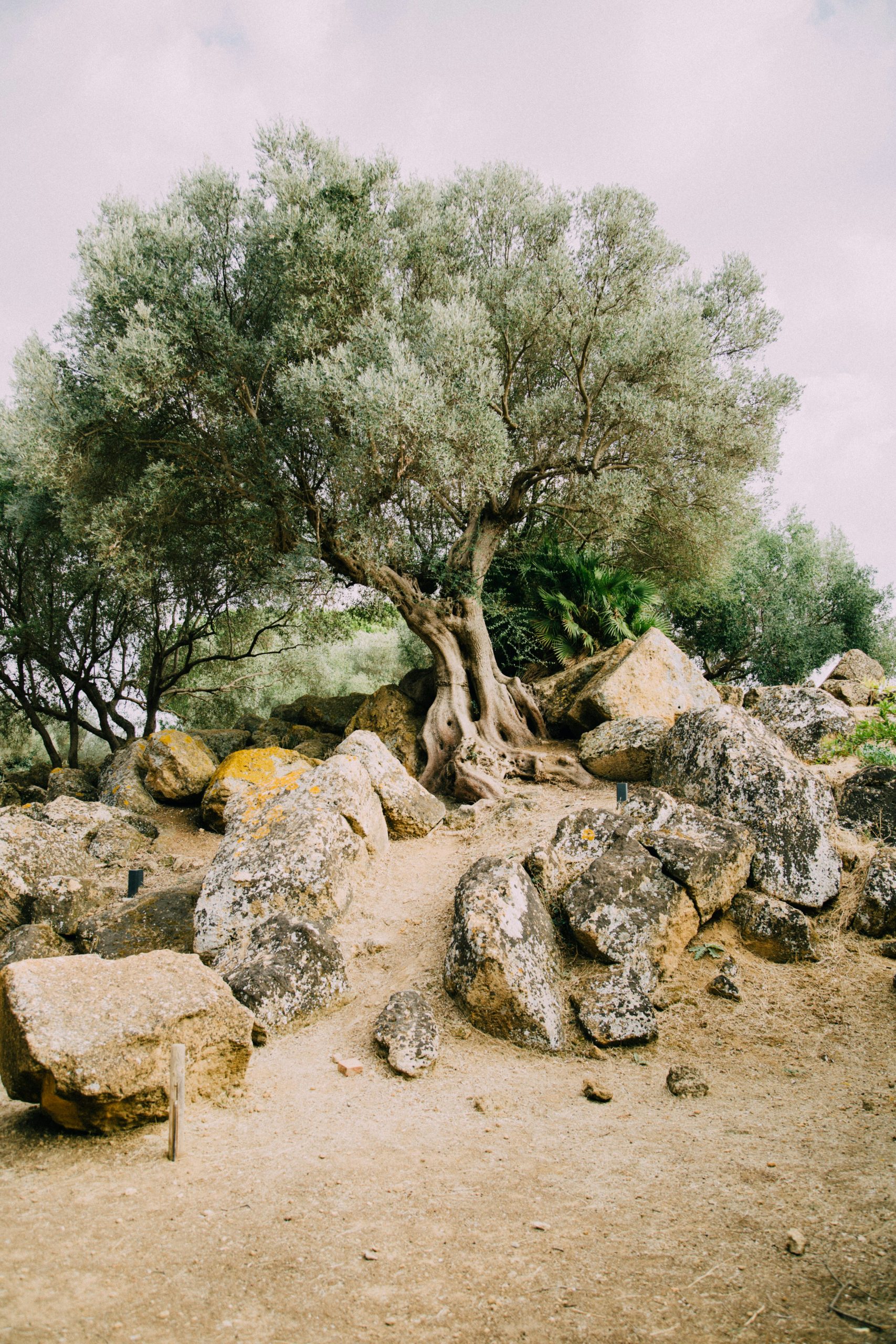 Ancient olive tree with rocks all around the bottom