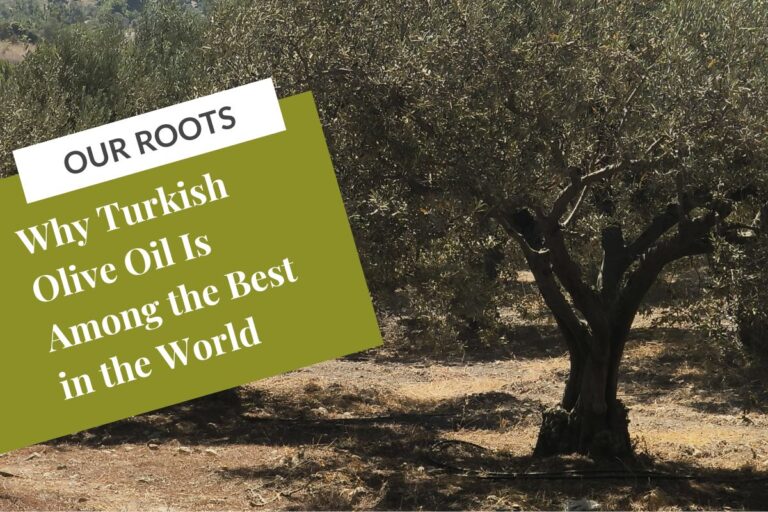 an olive grove with the title why Turkish olive oil is among the best