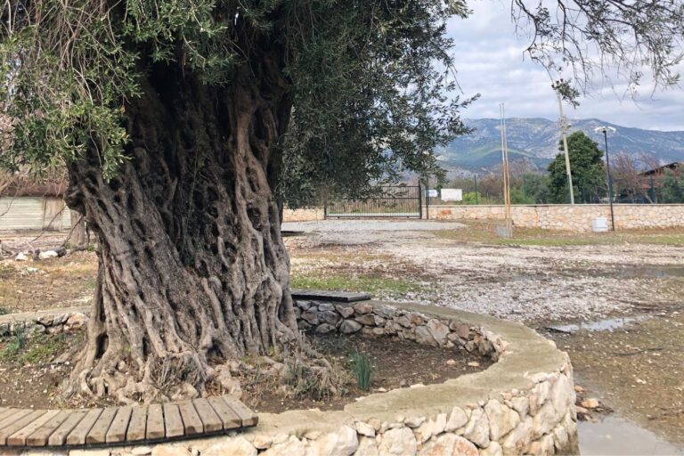 Old olive tree in Letoon with a couple brick high wall around it on a cloudy day.