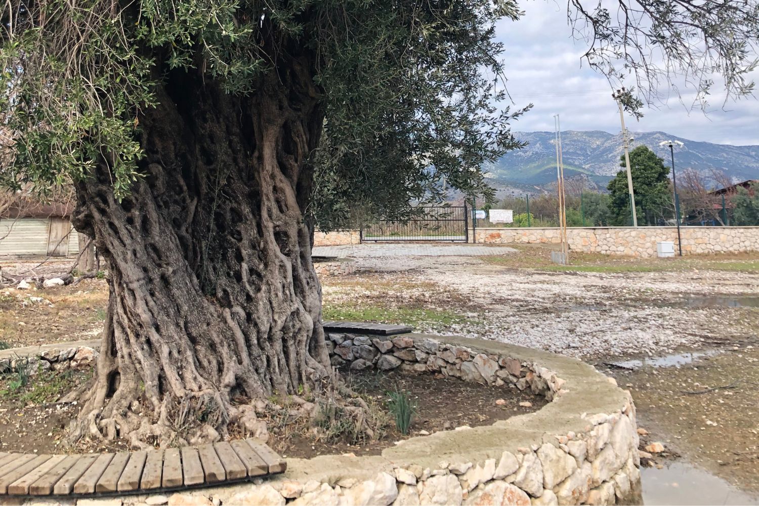 Old olive tree in Letoon with a couple brick high wall around it on a cloudy day.