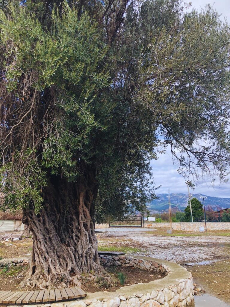 Beautiful old olive tree in Letoon, Turkey on a blue skied day with a brick border around it