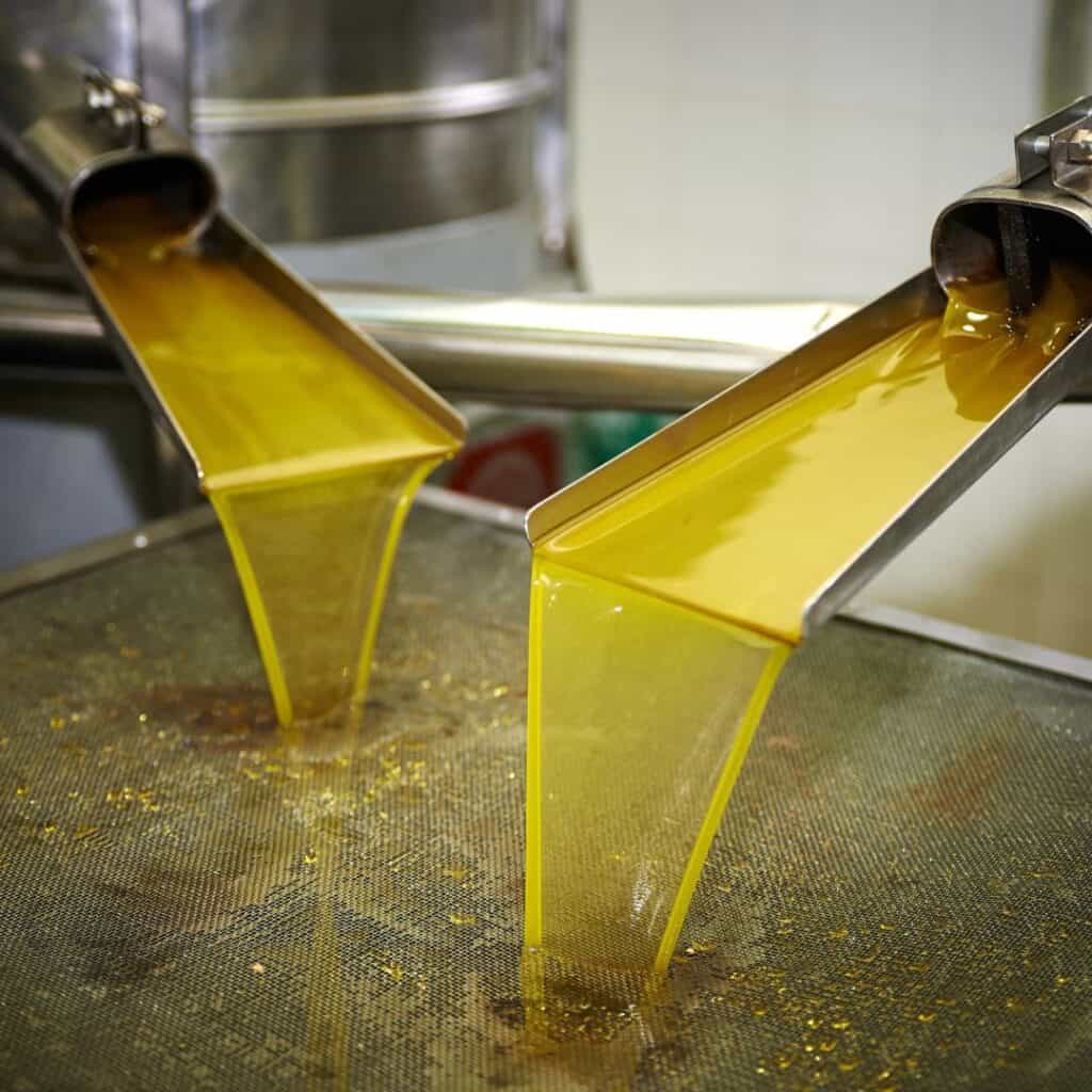 olive oil having been pressed is flowing into a vat on metal trays